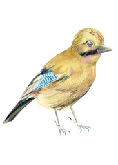 beautiful bird on isolated white background, waxwing, watercolor illustration
