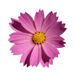 Pink flower with yellow center isolate