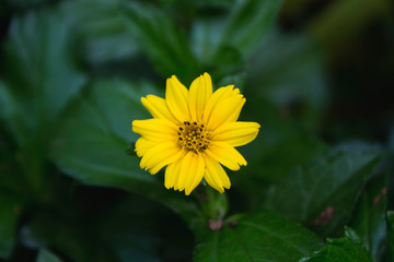 Wedelia chinensis, Pilabhangara, Bhanra, trilobata or Thelechitonia chinensis