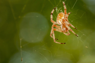 spider close up web green background