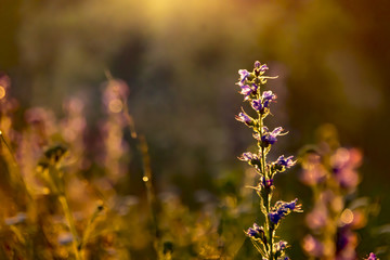 the grass glows at sunset in the rays of the sun