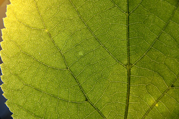Fototapeta na wymiar green leaf macro. visible veins. closeup