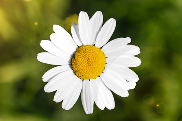 White Daisy on blurred background close up top view