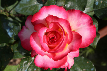 Rose rouge et blanche