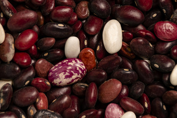 bean beans dark colors top view closeup