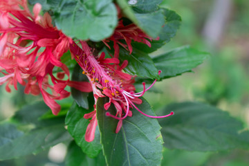 (Dyer) Hook.f. Hibiscus schizopetalus