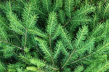 Fototapeta na wymiar Green needles and branches of young fir tree.