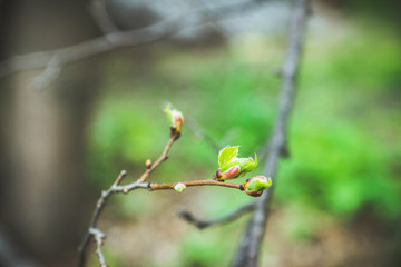 Linden (Tilia) branches with new leaves in the garden. Selective focus.