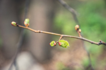 Linden (Tilia) branches with new leaves in the garden. Selective focus.