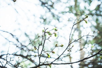 Linden (Tilia) branches with new leaves in the garden. Selective focus.