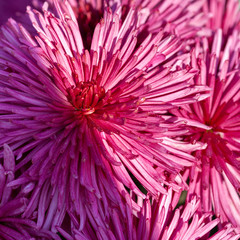 Obraz premium Beautiful chrysanthemum as background picture. Chrysanthemum wallpaper, chrysanthemums in autumn.