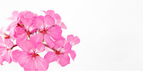 Pink flowers on white background close up and soft focus. 