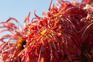 Beautiful chrysanthemum as background picture. Chrysanthemum wallpaper, chrysanthemums in autumn.