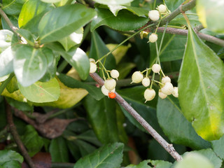 Gros plan sur tiges retombantes garnies de capsules blanches aux arilles oragne et feuilles vert...