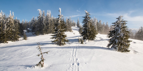 winter mountain scenery with meadow, smaller trees and blue sky with clouds