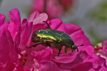 Cétoine dorée