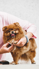 Cute little pomeranian after professional grooming in vet clinic