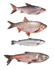 Set of fresh fish