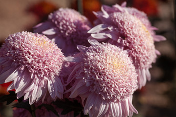 Beautiful chrysanthemum as background picture. Chrysanthemum wallpaper, chrysanthemums in autumn.