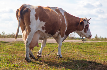 Fototapeta na wymiar Portrait of a cow in the pasture