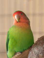 Portrait of a lovebird parrot in a cage