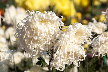 Beautiful chrysanthemum as background picture. Chrysanthemum wallpaper, chrysanthemums in autumn.