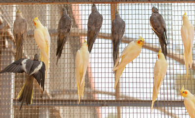 Parrots are sitting in a cage