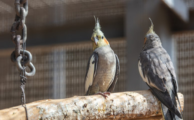 Parrots are sitting in a cage
