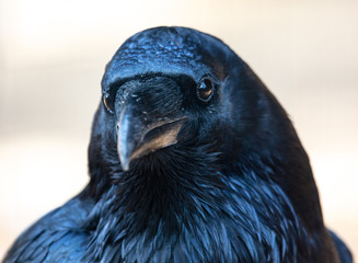 Portrait of a black raven in the park