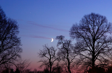 Moonlight over Trees at Dusk