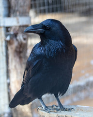 Portrait of a black raven in the park