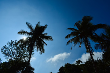 palm trees on background of blue sky with clouds