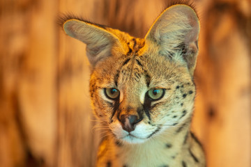 Portrait of an asian tabby in the park