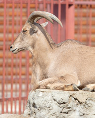 Portrait of a goat in the park