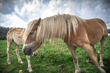 Obraz na płótnie Canvas blond horse in the field