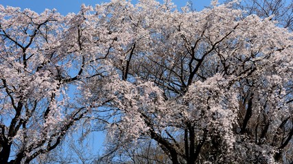 青空を背景に桜が満開