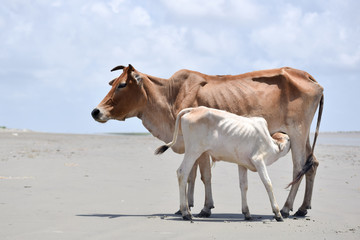 Cute Baby Calf Drinking Mothers Milk . Indian Cow Feeding Milk to her Calf. Close up. Agriculture field with clear sky background in summer. Rural India landscape scenery.  South Asia Pac.