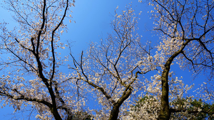 青空を背景に桜が満開