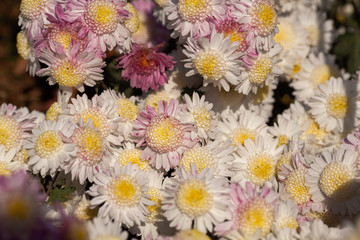 Beautiful chrysanthemum as background picture. Chrysanthemum wallpaper, chrysanthemums in autumn.
