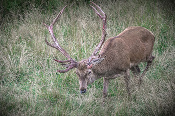 red deer in the forest