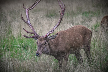 Naklejka na ściany i meble deer stag in highlands