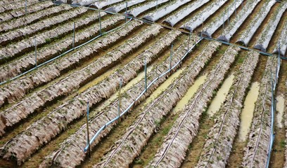 background of roof tiles