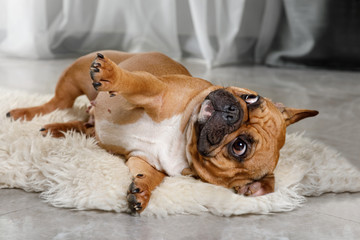 French bulldog lying on a fur rug