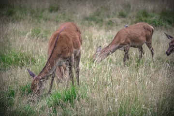 Deers in the forest