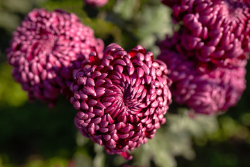 Fototapeta premium Beautiful chrysanthemum as background picture. Chrysanthemum wallpaper, chrysanthemums in autumn.