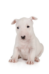 Naklejka premium Adorable Miniature Bull Terrier puppy one month old