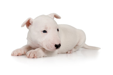 Thoroughbred Miniature Bull Terrier puppy lying on a white background - obrazy, fototapety, plakaty