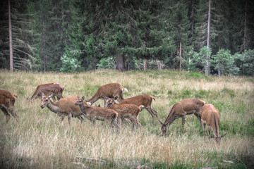 Deers in the forest