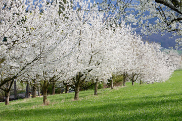 blooming blackthorn