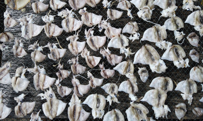 Dried squid in the sea food being processed at malaysia